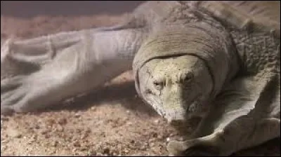 Tortue molle du Nil et pattes palmées, de quel genre est-elle ?