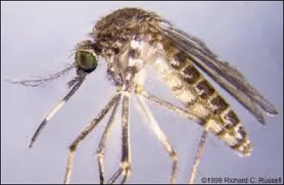 Quel est le nom de ce moustique vecteur de graves maladies ?