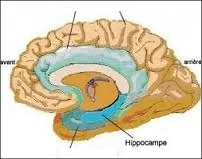 Quel nom donne-t-on à l'enveloppe superficielle d'un organe ?