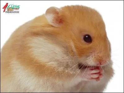 Quel est ton fruit préféré ?