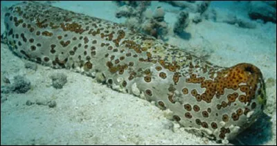 Botaniquement, je suis considéré comme un fruit, mais on me mange comme un légume. Le cornichon est de ma famille. Qui suis-je ?