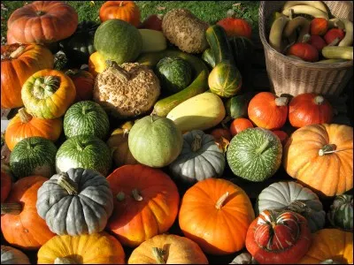 Je fais partie de la famille des Cucurbitaceae, je suis de couleur verte. Beaucoup me connaissent farcie. Qui suis-je ?