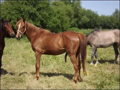 Quelle est la robe de ce cheval ?