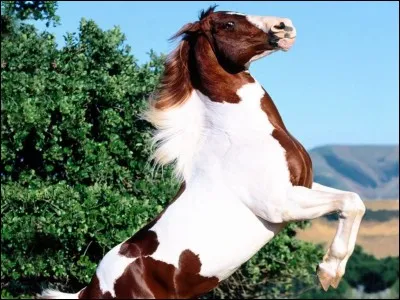 Quelle est la robe de ce cheval ?