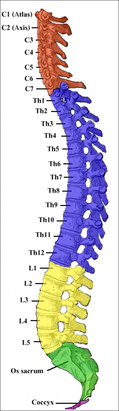 A quel type de stress mécanique les lombaires résistent-elles le mieux entre la compression et le cisaillement ?