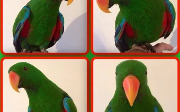 Quiz Perroquets