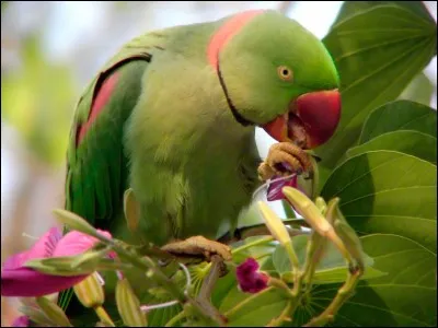 Quel est ce perroquet ?
