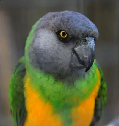 Quelle est la race de ce perroquet ?