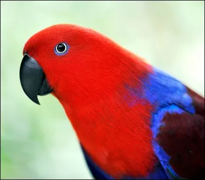 Quel est le nom de ce perroquet ?
