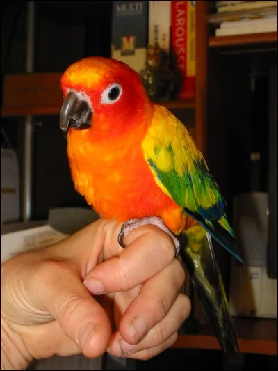 Quel est le nom de ce perroquet ?