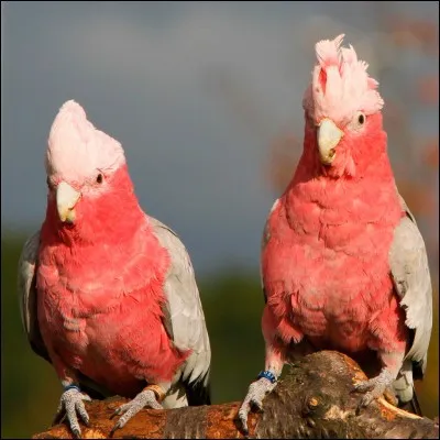 Quel est le nom de ce perroquet ?