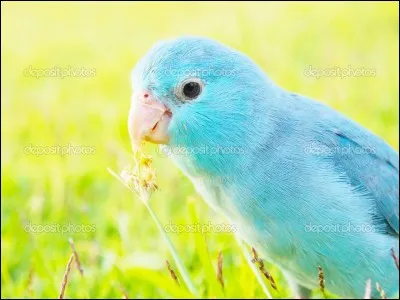 Quel est le nom de ce perroquet ?