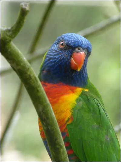 Quel est le nom de ce perroquet ?