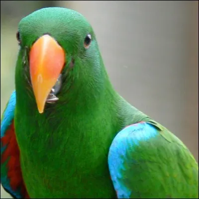 Quel est ce perroquet ?