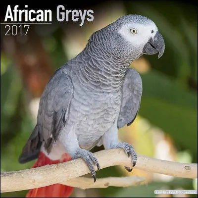 Quel est ce perroquet ?