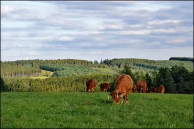 Quel plateau granitique situé en Limousin est parfois surnommé "le château d'eau de la France" ?