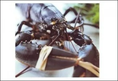 Que sont ces crustacés préparés à la nage ?