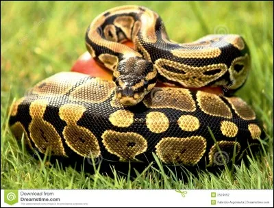 Le Serpent - Le serpent est le nom d'un instrument. Vrai ou faux ?