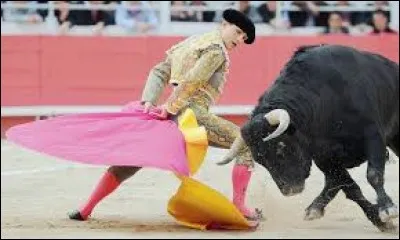 Le Taureau - Le taureau est attiré par la couleur rouge. Vrai ou faux ?