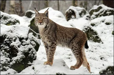 Le Lynx - Le Lynx est un modèle de/d'...