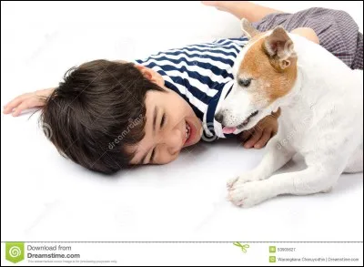 Est-ce que le Jack Russel peut être dangereux ?