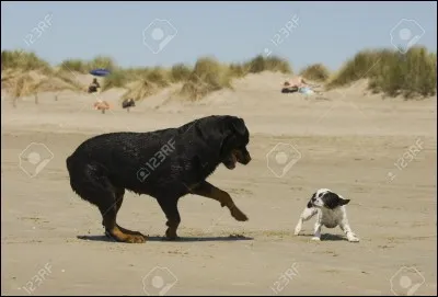 Le Jack Russel préfère-t-il le froid ou la chaleur ?