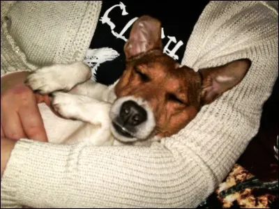 Que faut-il faire si le Jack Russel a trop froid pendant l'hiver ?