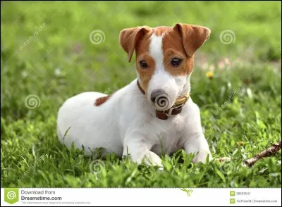 Le Jack Russel est-il un chien de chasse ?
