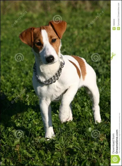 Est-ce qu'avant on coupait la queue et les oreilles du Jack Russel ?