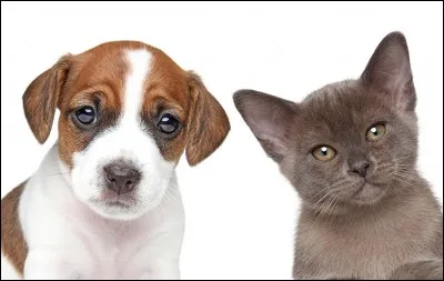 Le Jack Russel peut-il vivre plus longtemps qu'un chat ?