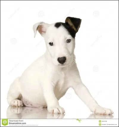 Le Jack Russel mesure-t-il plus d'un mètre ?