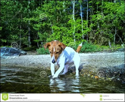 Est-ce que le Jack Russel aime être dans l'eau ?