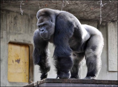 Comment s'appelle le mâle alpha dans un groupe de gorille ?