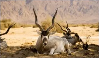 C'est une grande antilope aux corne en forme de lyre.