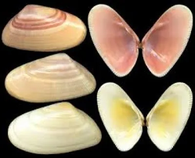 Quel nom porte aussi ce petit bivalve du genre telline ?