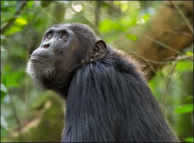 Que mangent les singes ?