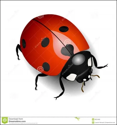 Comment s'appelle cet insecte ?