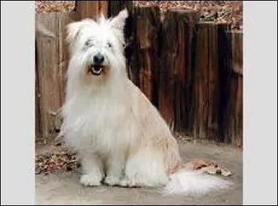 Comment se prénomme le chien de la famille ?