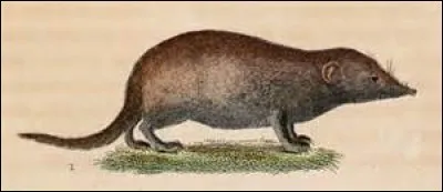 Tous les mammifères mettent bas.