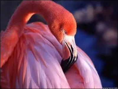 Les flamants roses prennent leur couleur rose des crevettes.
