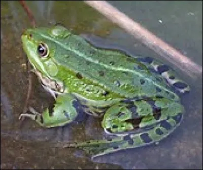 Tous les têtards deviennent des grenouilles.