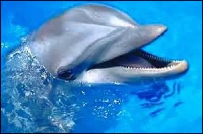 Les dauphins sont les animaux les plus intelligents.