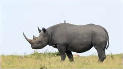 Il existe plus de 4 sortes de rhinocéros.