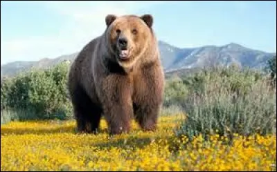 Le grizzli est...