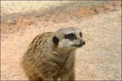 Le suricate est...