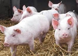Quiz Cochons