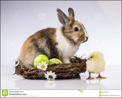 Lequel de ces animaux ne possède pas de duvet ?