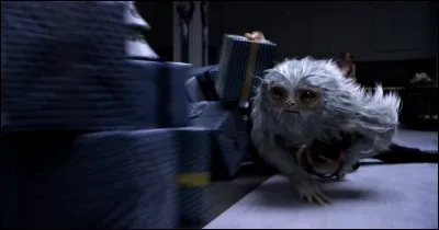 Quel animal peut devenir invisible ?