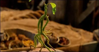 Quel est le nom de cet animal qui peut facilement être confondu avec une brindille ?