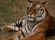 Quiz Les animaux